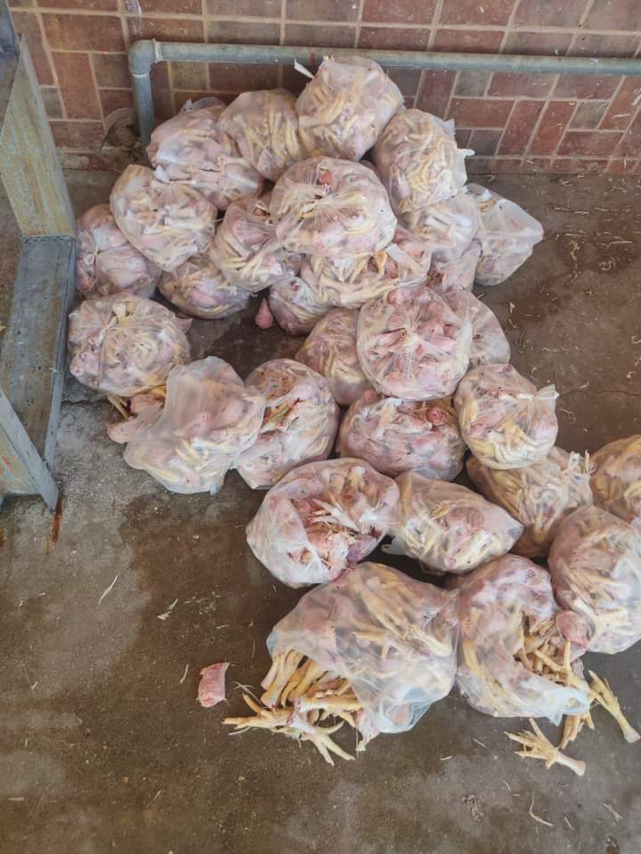 حملة صحية على مدينة طور سيناء