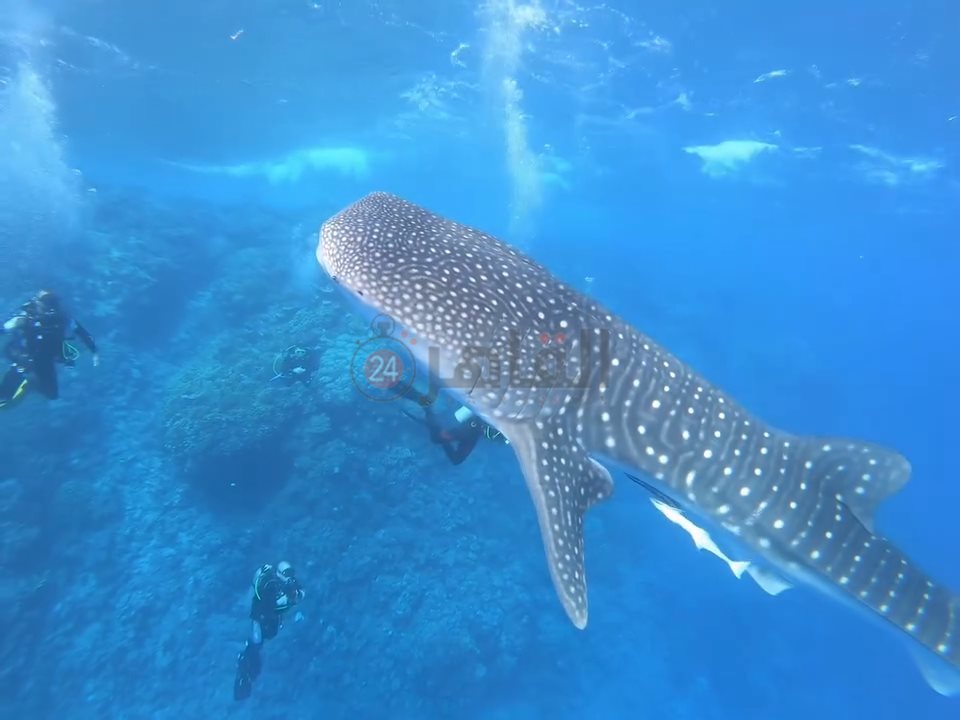 ظهور القرش بهلول أمام سواحل مرسى علم 