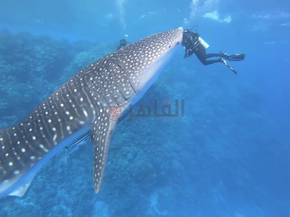 ظهور القرش بهلول أمام سواحل مرسى علم 