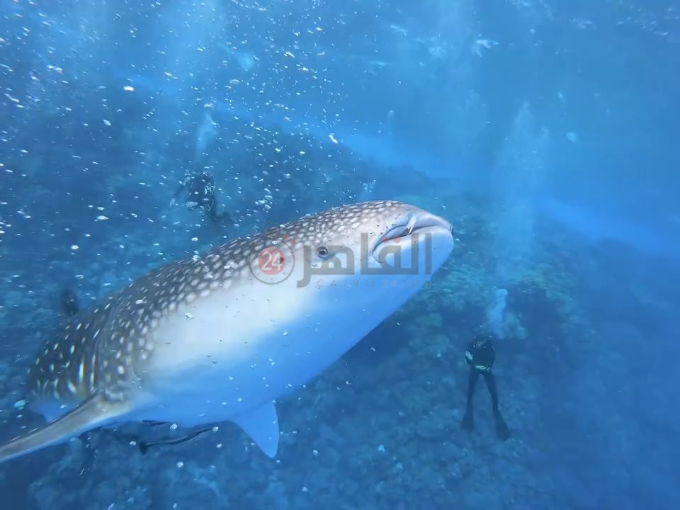 ظهور القرش بهلول أمام سواحل مرسى علم 