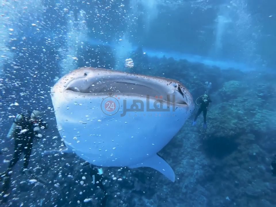 ظهور القرش بهلول أمام سواحل مرسى علم 