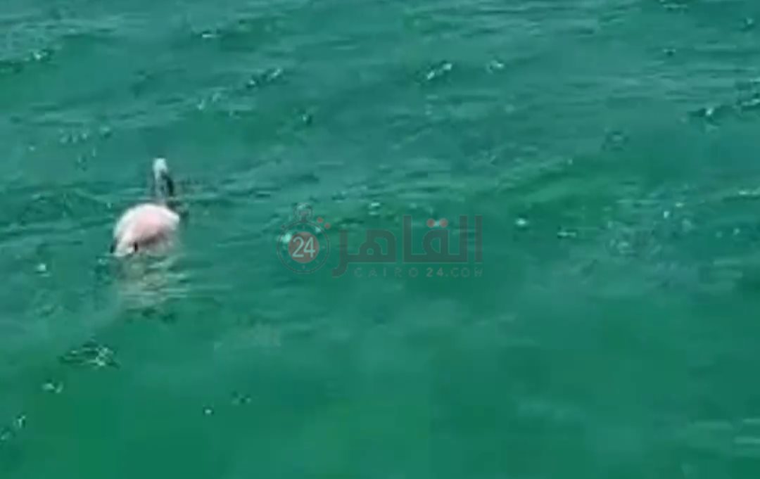 العثور على طائر الفلامنجو بالغردقة 