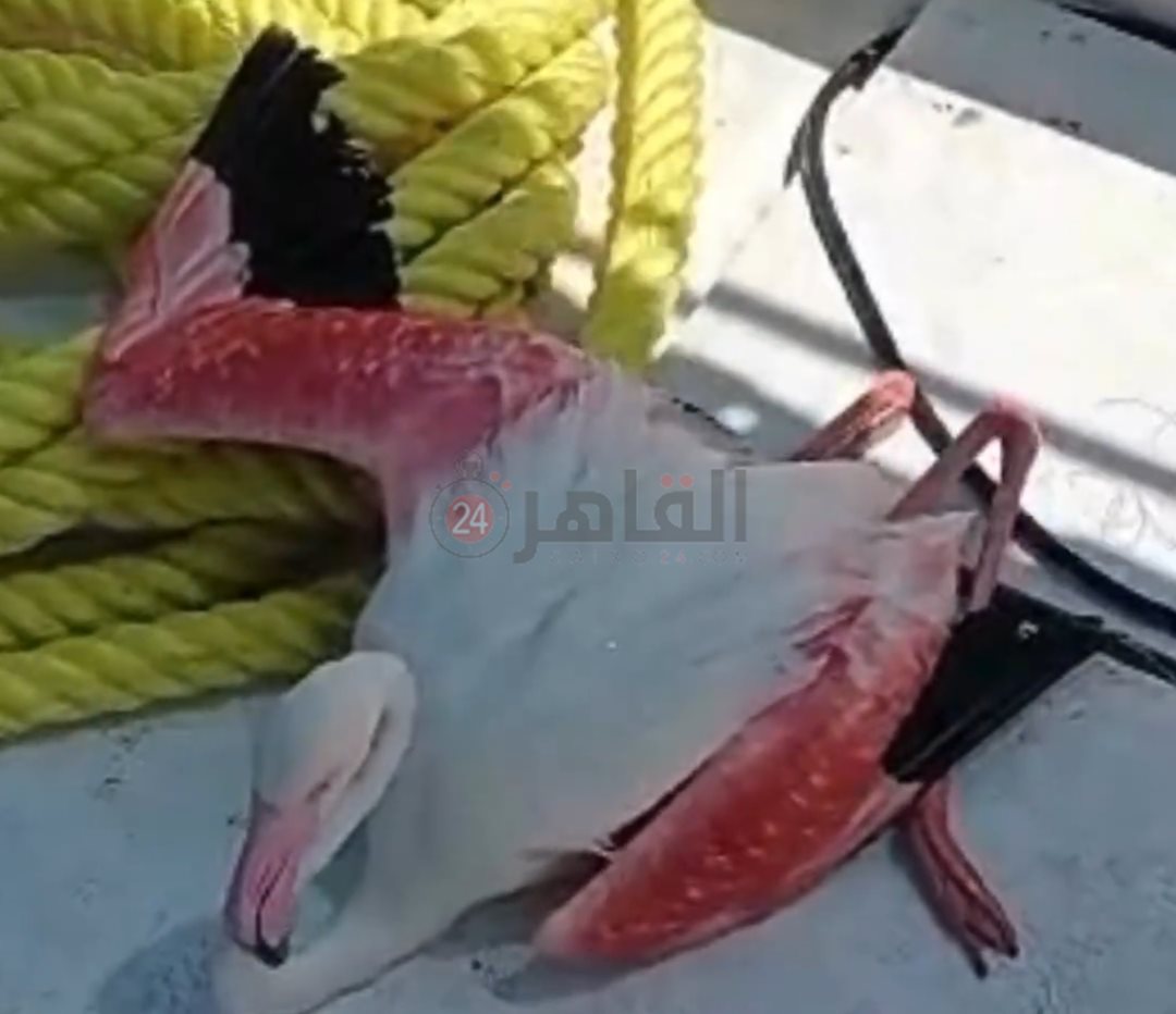 العثور على طائر الفلامنجو بالغردقة 