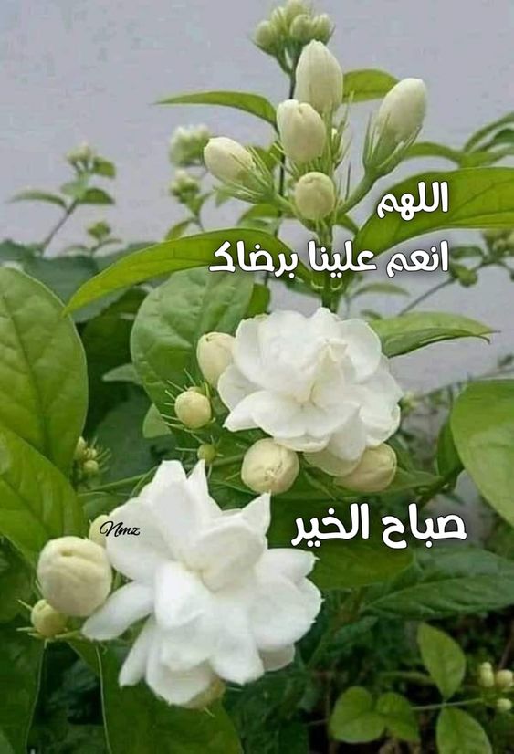 صباح الخير مع دعاء جميل
