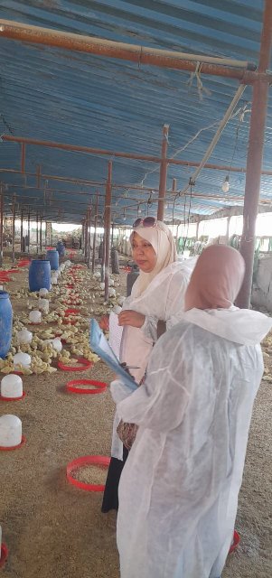 تحصين الطيور في الشرقية 01