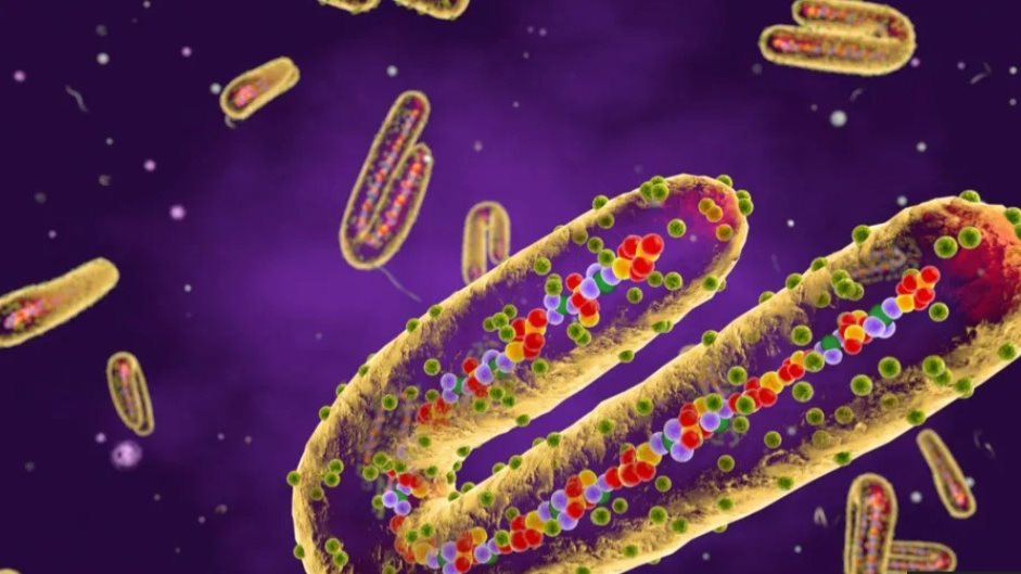 ما هي أعراض فيروس ماربورغ؟