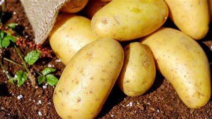 تخزين البطاطس في صناديق