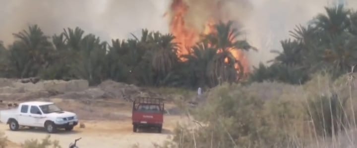 السيطرة على حريق مزارع النخل والزيتون بسيوة 