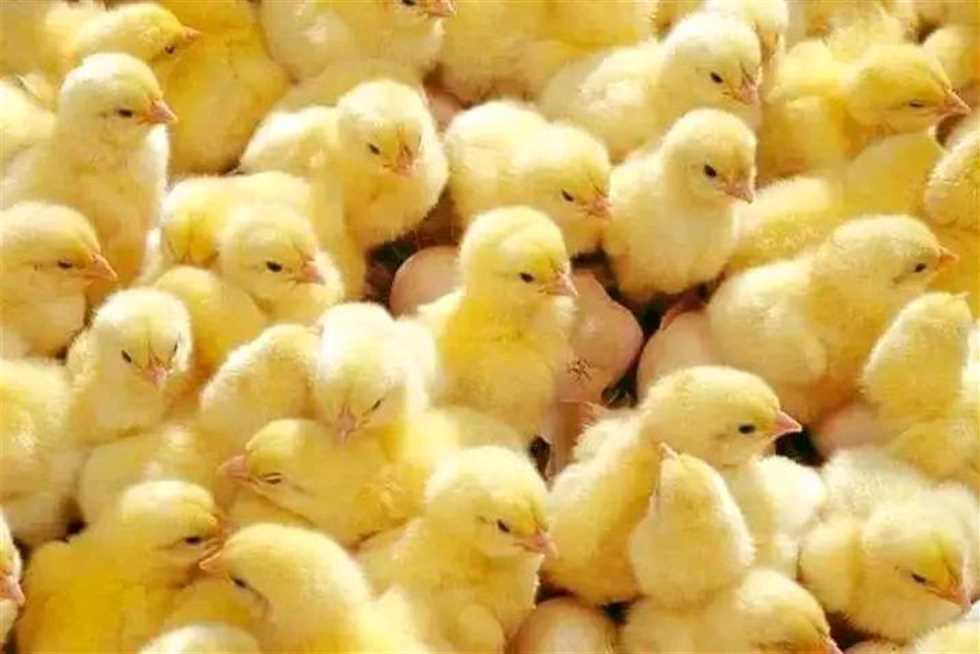 أسعار الفراخ البيضاء اليوم
