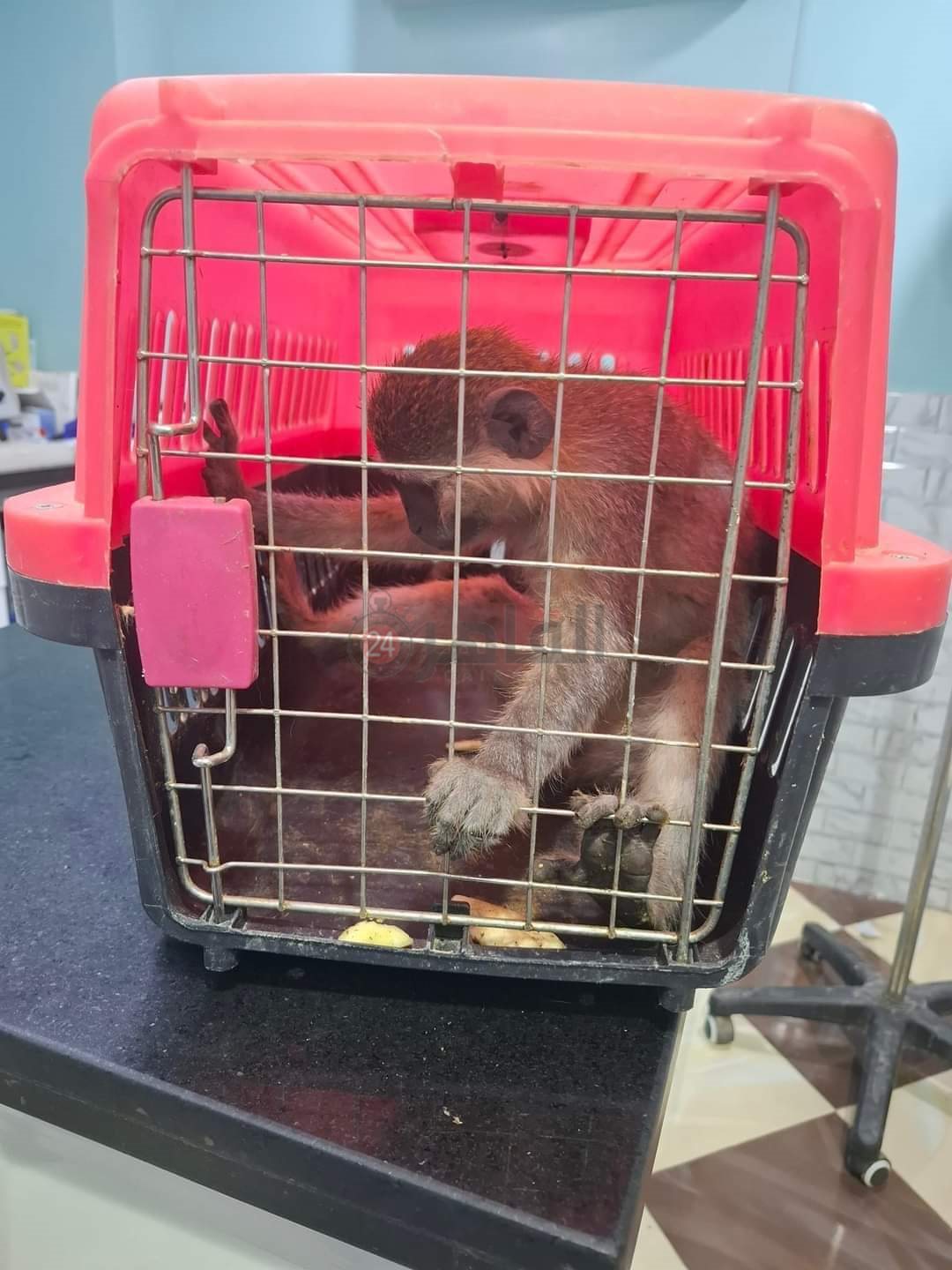 FB_IMG_1724315749687