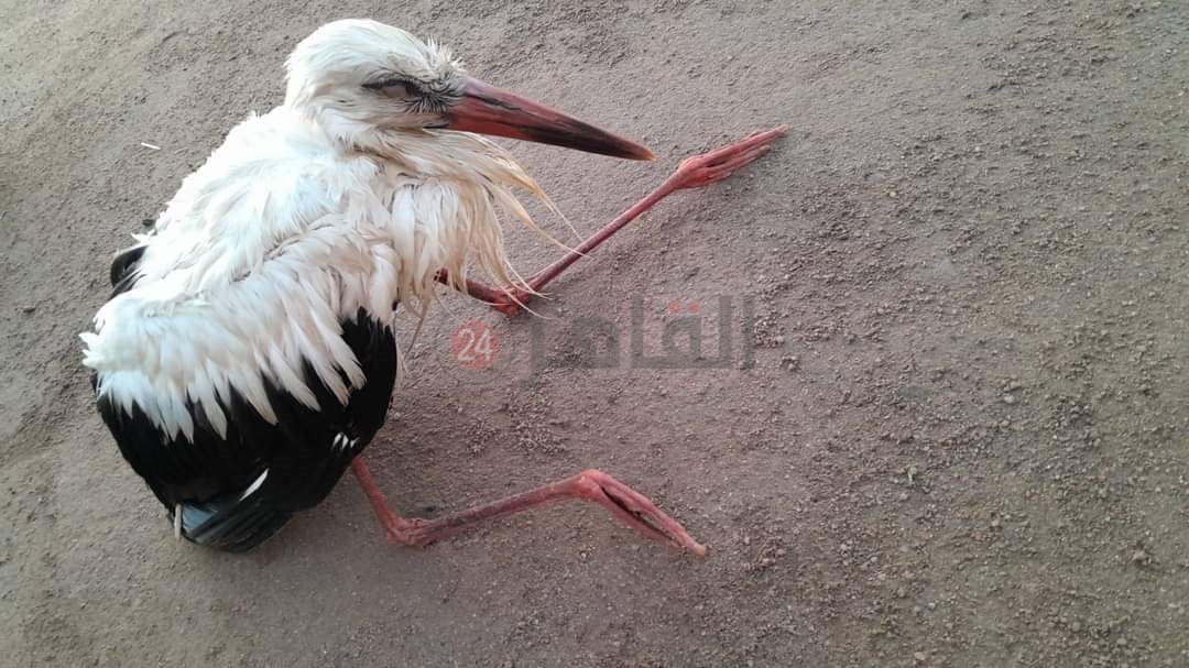 طائر اللقلق 