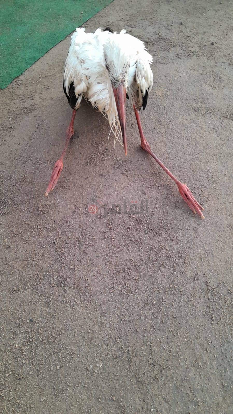 طائر اللقلق 