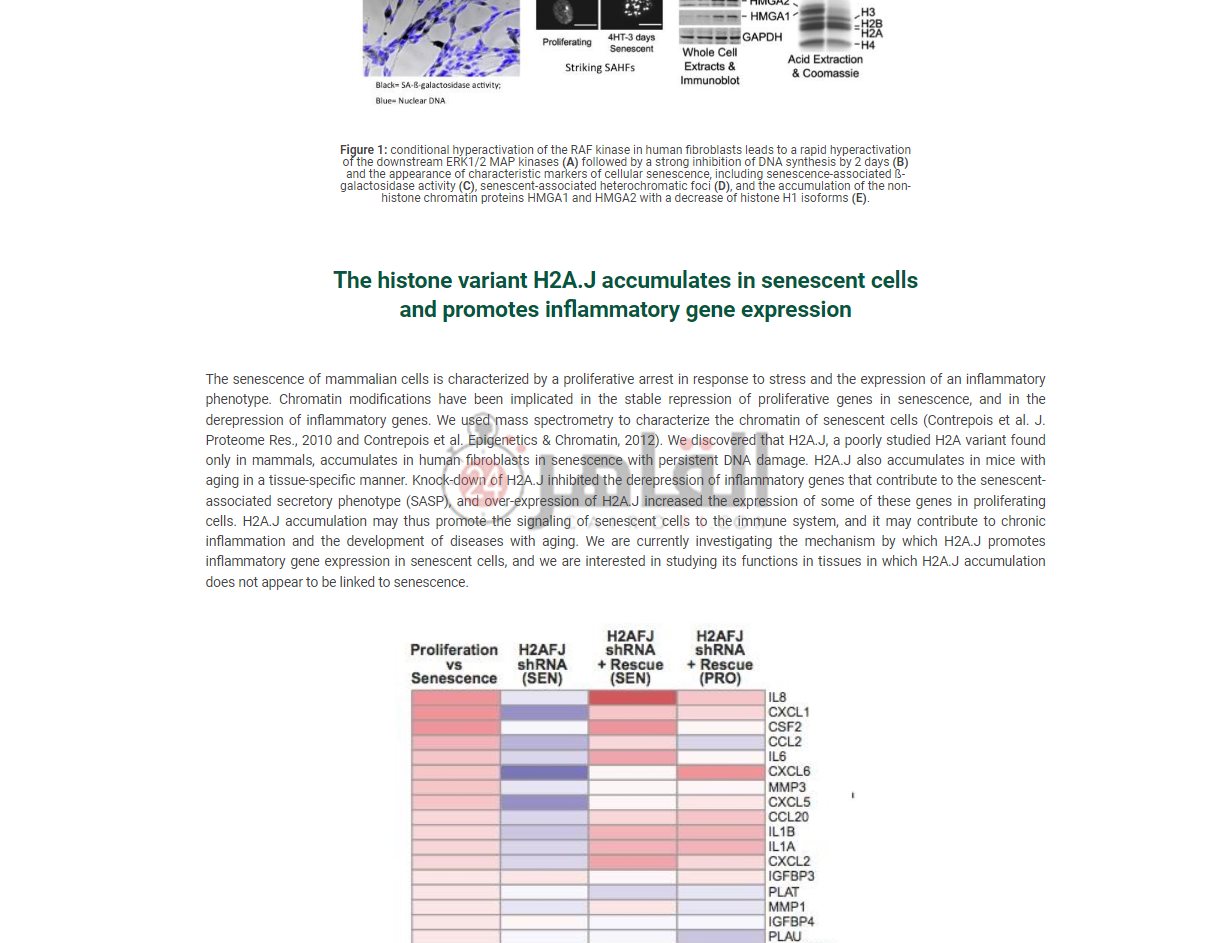 بحث علمي لـ ريم حامد