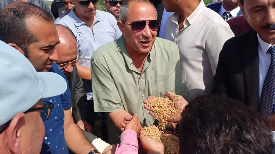 حصاد الارز ببورسعيد 