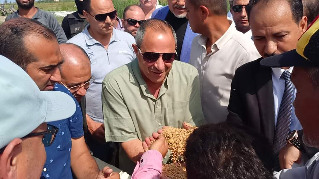 حصاد الارز ببورسعيد 