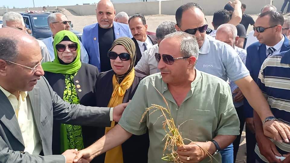 حصاد الارز ببورسعيد 