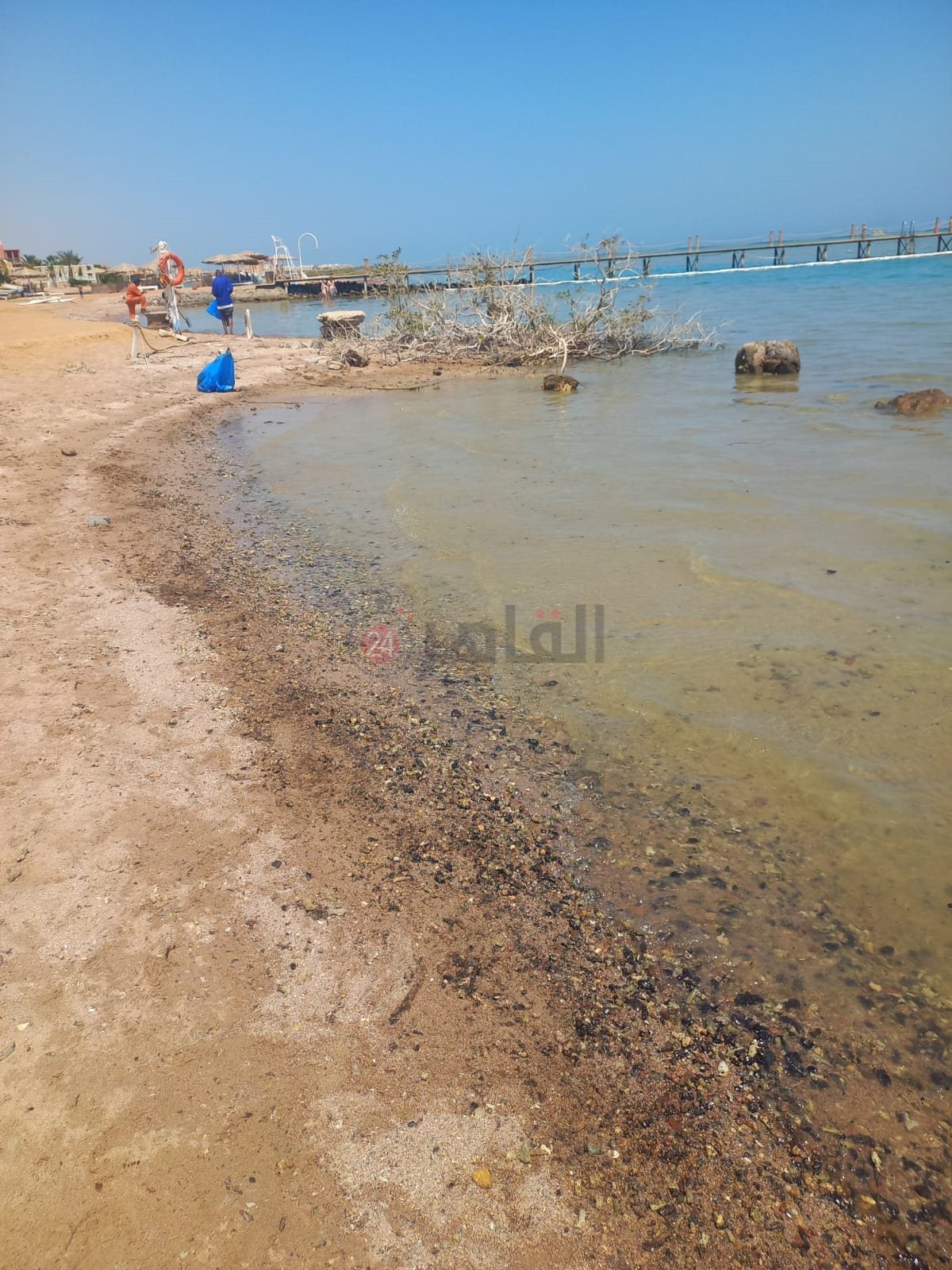 التلوث البترولي شمال الغردقة