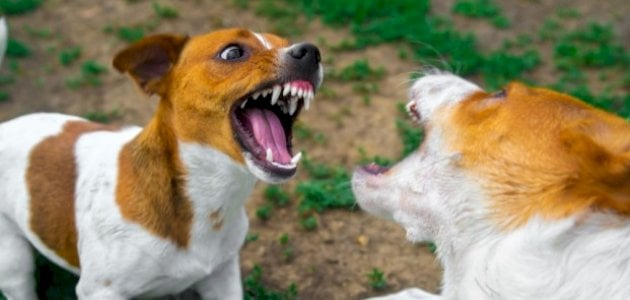 تفسير رؤية عضة الكلب في المنام