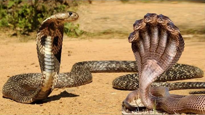 تفسير رؤية لدغة الأفعى في المنام