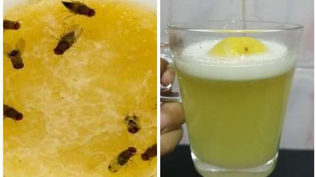 سبب انتشار الهاموش في المنزل