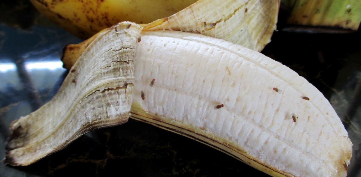 طرق التخلص من الهاموش في المطبخ