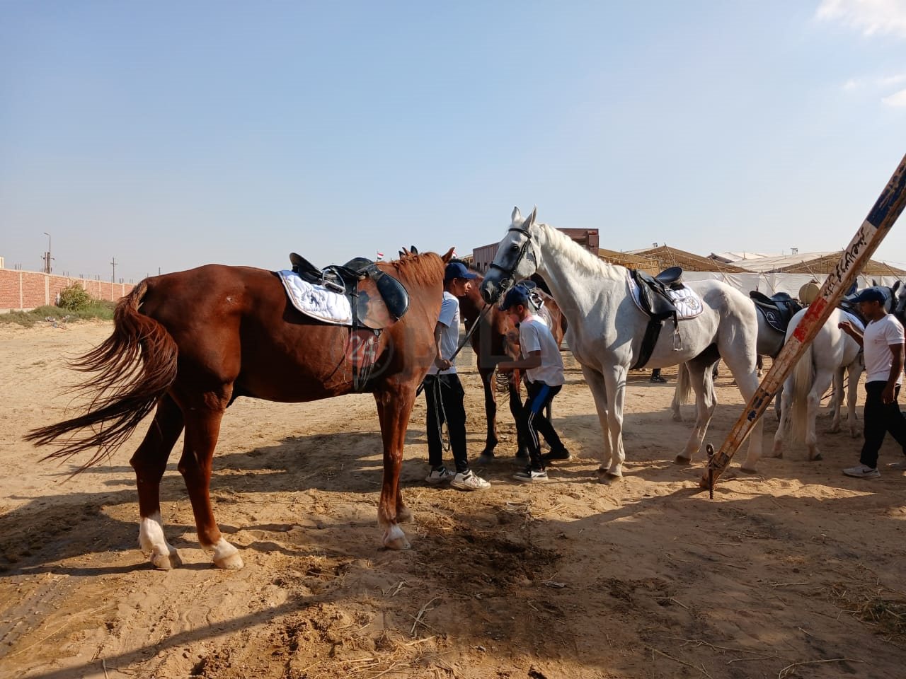 الخيول تستعد للمشاركة في مسابقة الجمال بالشرقية 02