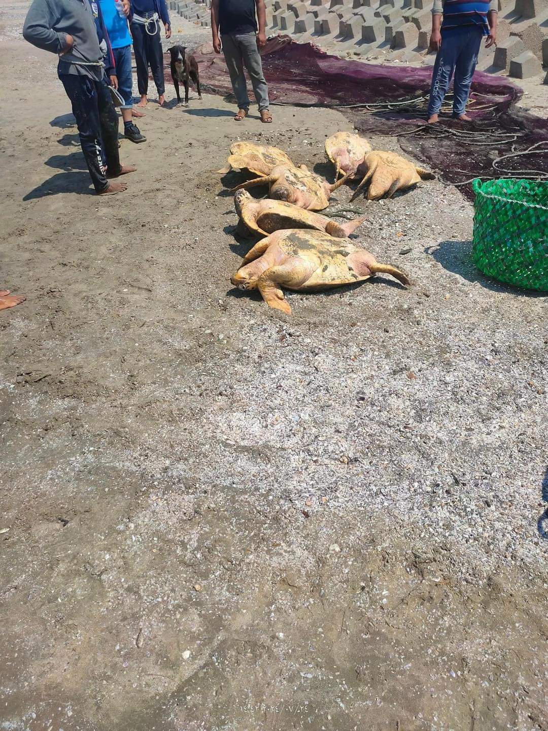 الصور المتداولة اليوم 