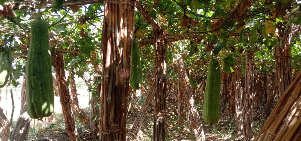 زراعات نادرة .. تغنيك في سنة 