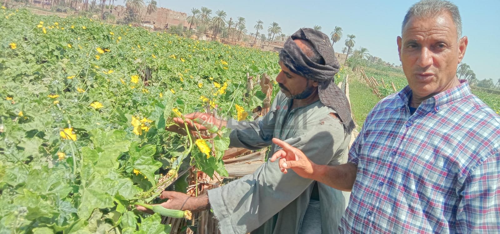 زراعات نادرة .. تغنيك في سنة 