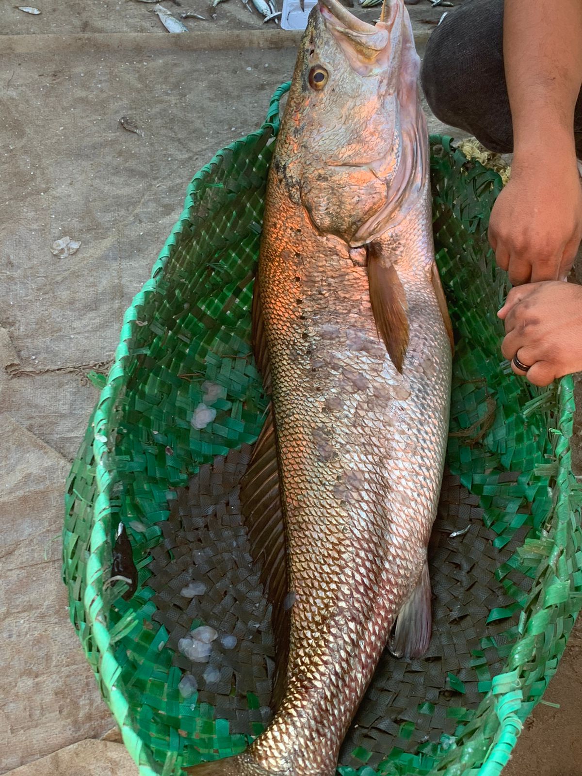 صيد الأسماك ببورسعيد 