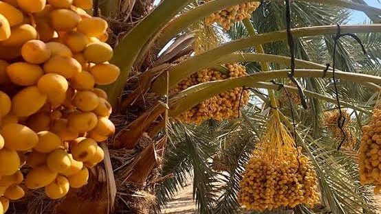 الفوائد الصحية للبلح البرحي وأضراره على الجسم