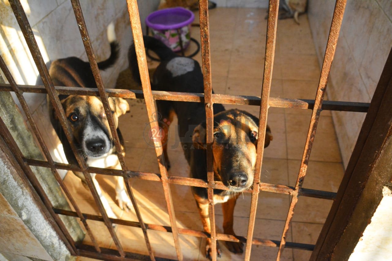 الكلاب داخل كلية الطب البيطري جامعة القاهرة 