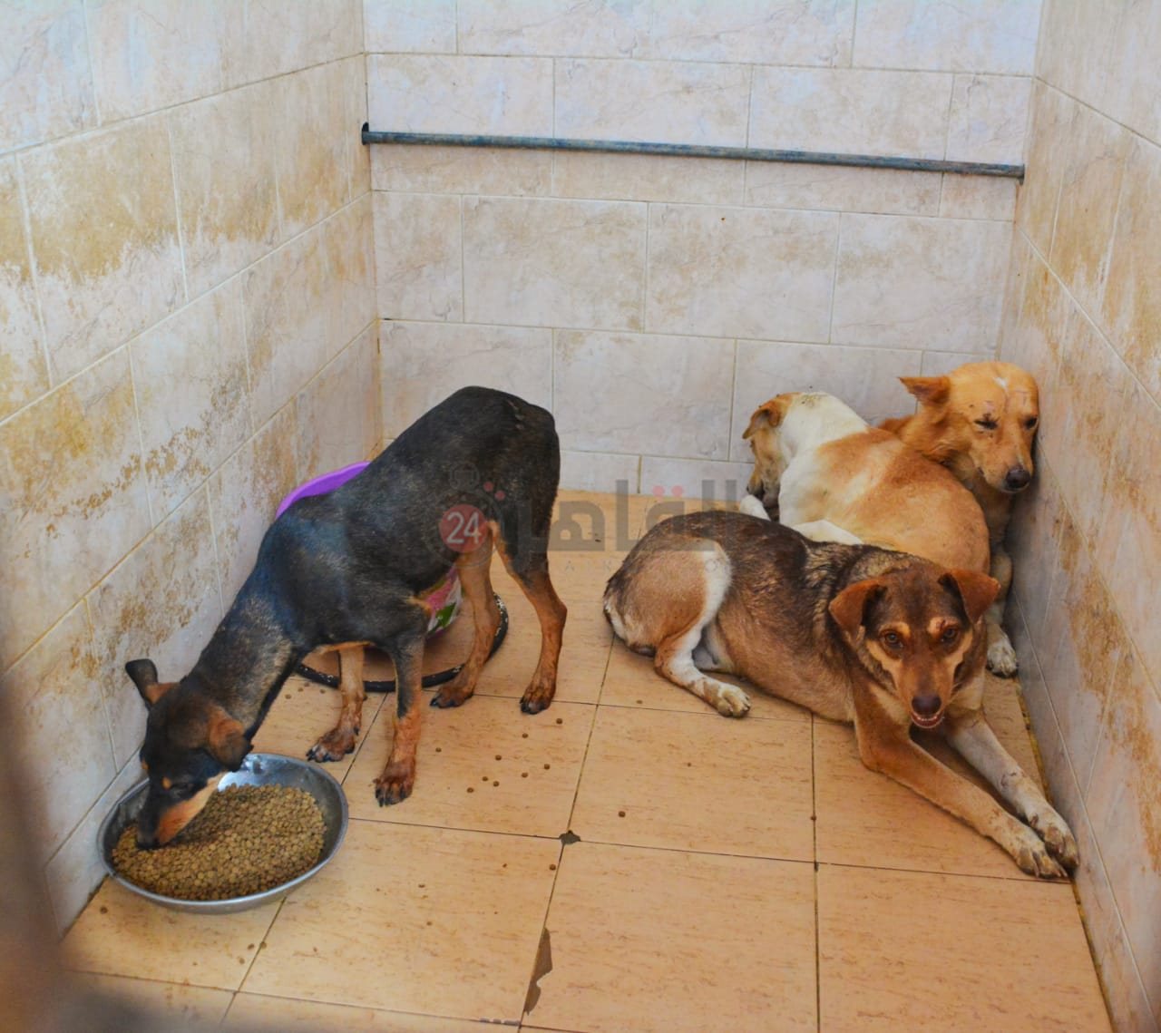 الكلاب داخل كلية الطب البيطري جامعة القاهرة 