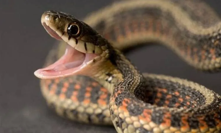 رؤية الثعبان في المنام للمتزوجة