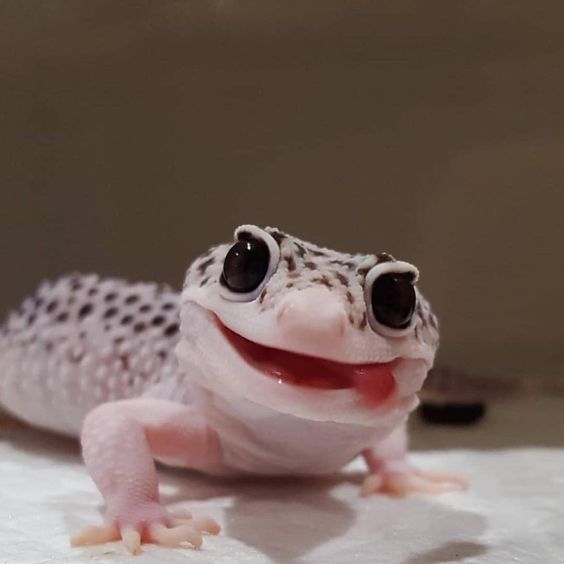 تفسير حلم البرص للمسحور