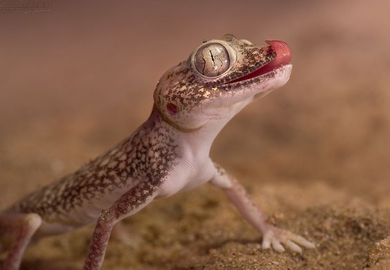 تفسير حلم البرص للمسحور