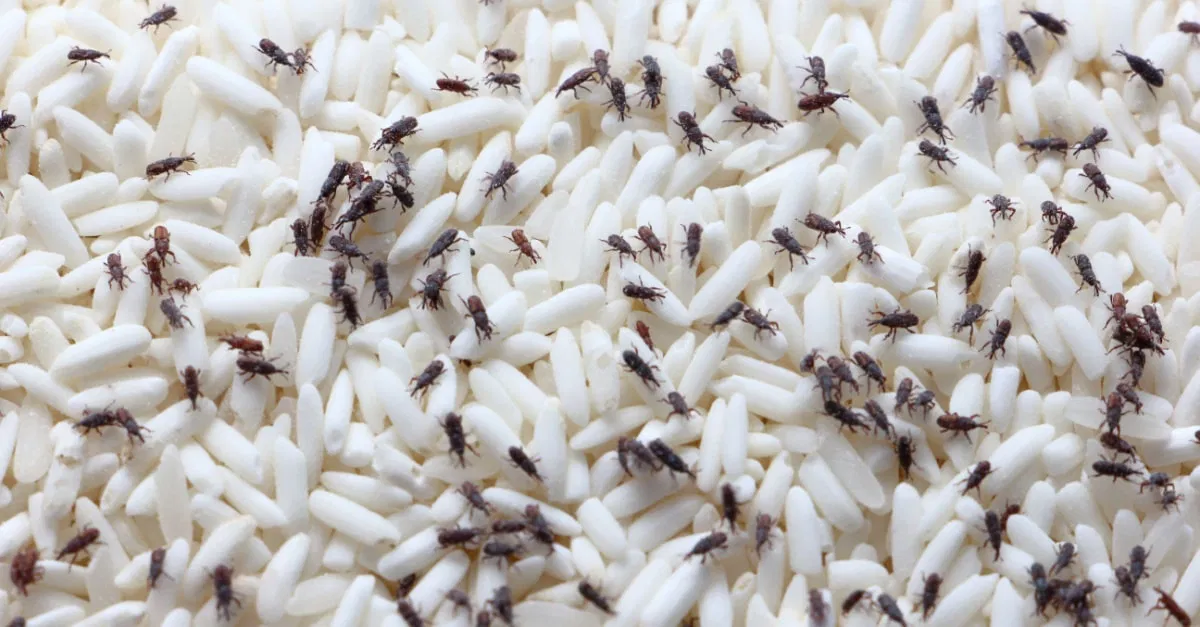 تفسير حلم السوس في الأرز