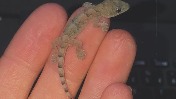 تفسير حلم البرص في البيت