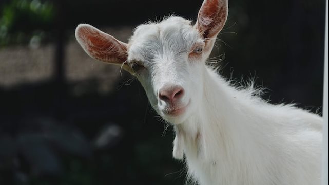 تفسير رؤية التيس في المنام للمتزوجة