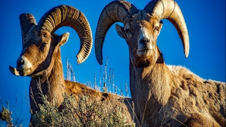 تفسير رؤية قرون التيس في المنام