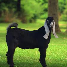  تفسير رؤية التيس الأسود في المنام