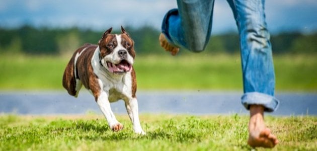 تفسير رؤية اللعب مع الكلاب الصغيرة في المنام