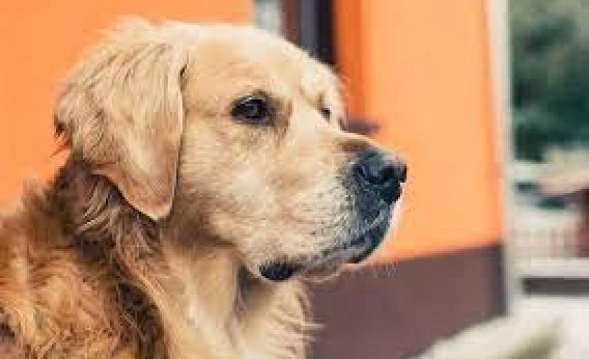 تفسير رؤية الرجل يلعب مع الكلاب