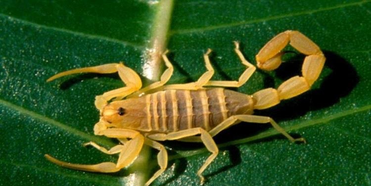 رؤية العقرب في المنام للمتزوجة