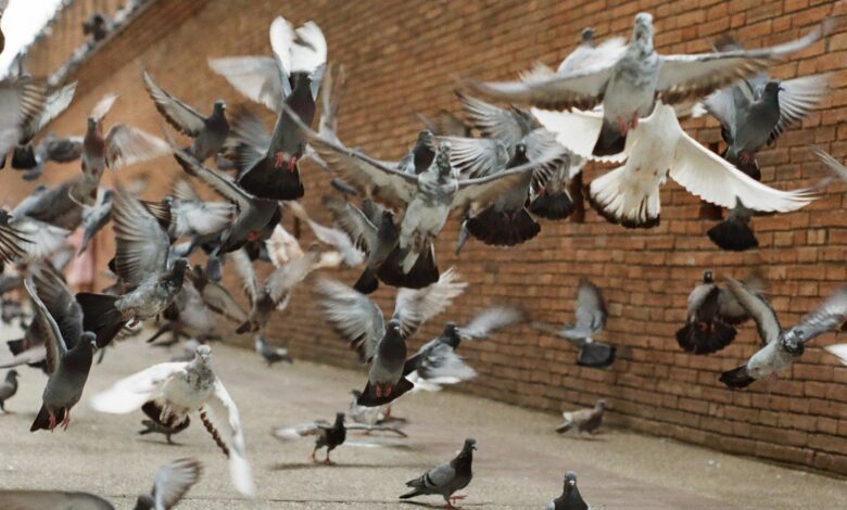 تفسير رؤية طيور الحمام في المنام للرجل