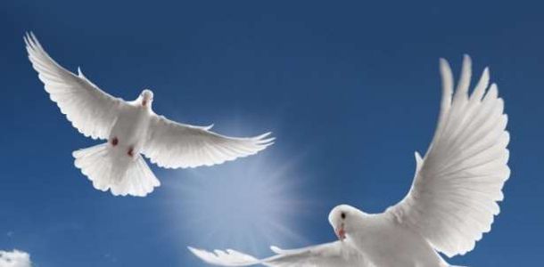 تفسير رؤية طيور الحمام في المنام للمتزوجة