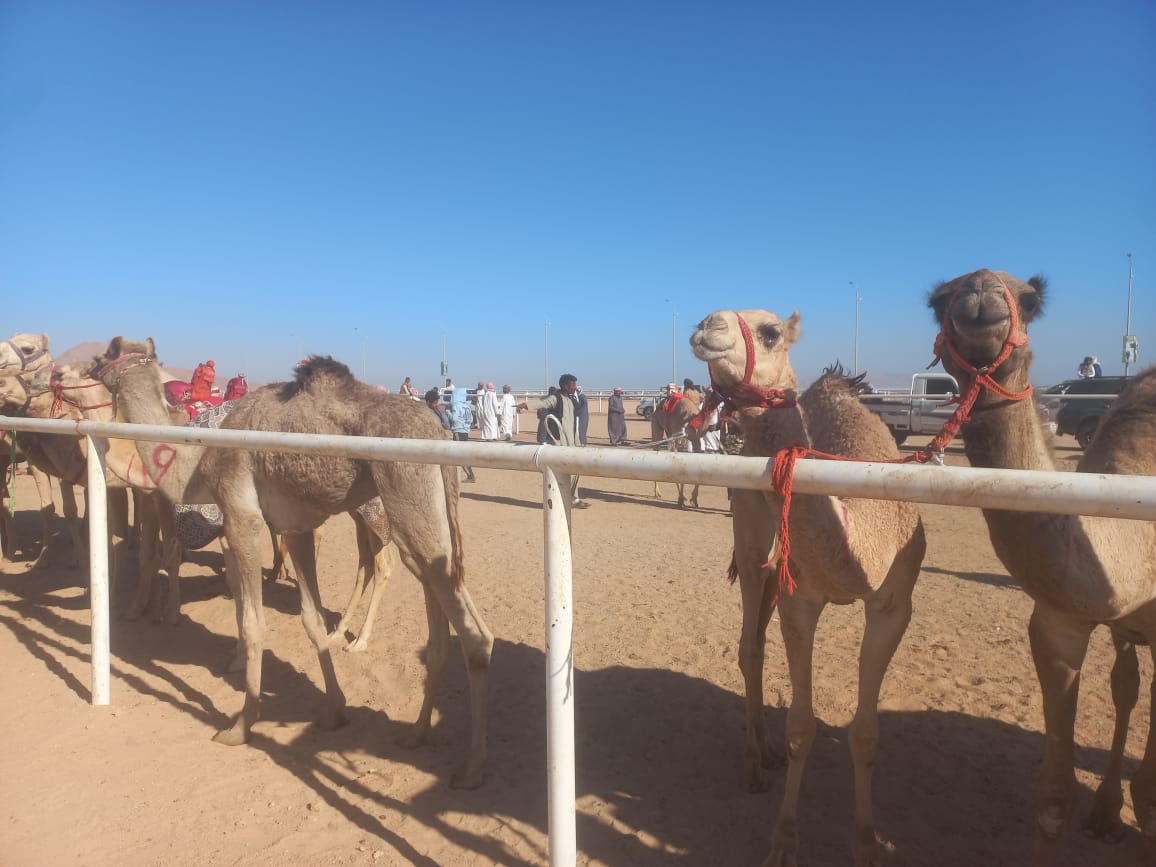 انطلاق فعاليات سباق الهجن التنشيطي بشرم الشيخ