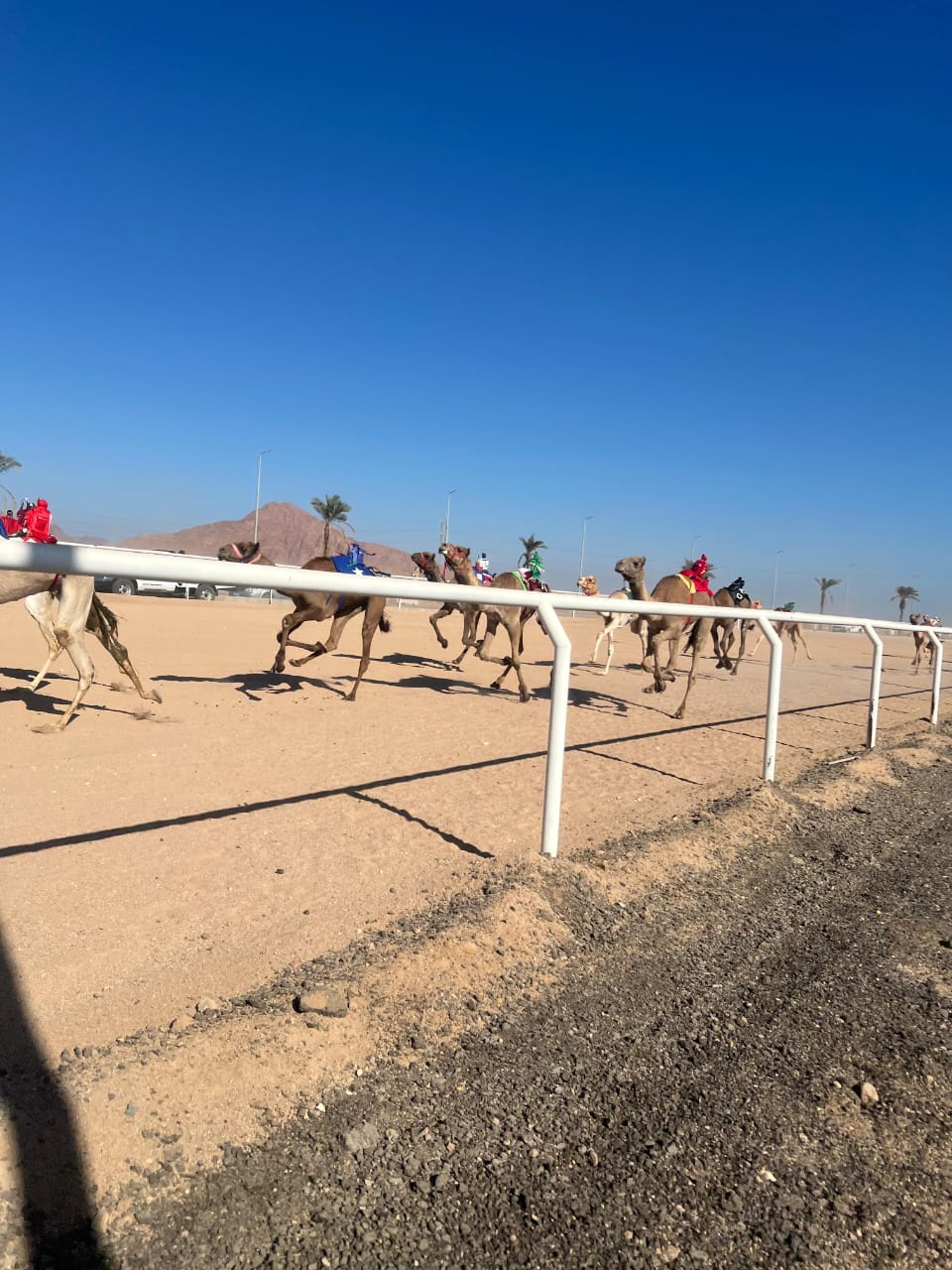 انطلاق فعاليات سباق الهجن التنشيطي بشرم الشيخ