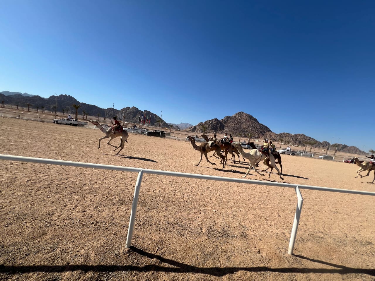 انطلاق فعاليات سباق الهجن التنشيطي بشرم الشيخ