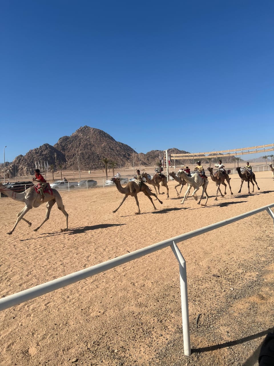 انطلاق فعاليات سباق الهجن التنشيطي بشرم الشيخ